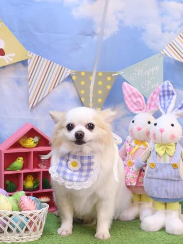 20240310ラテくん